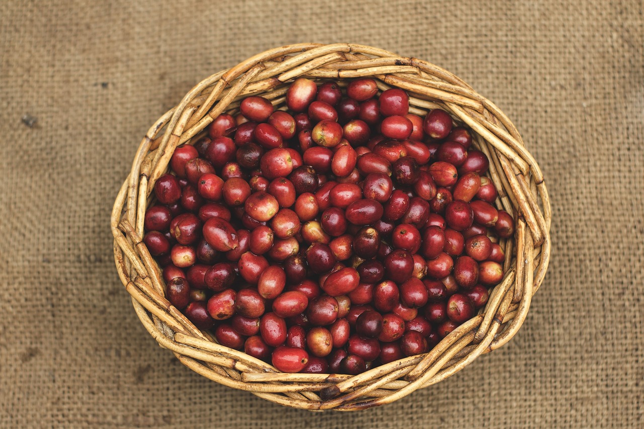 coffee exporter supplier company in ethiopia - forever plc